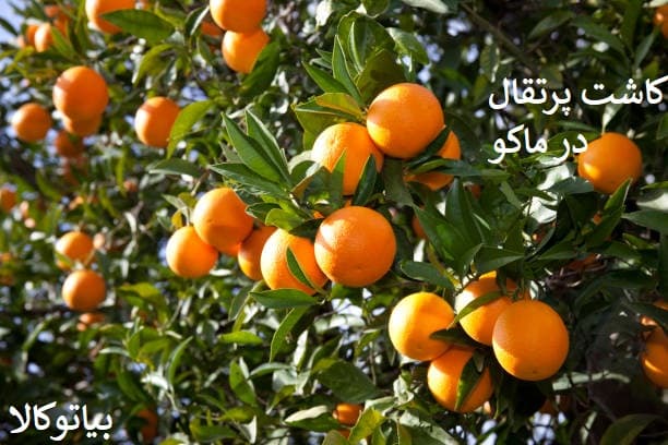 کاشت پرتقال در ماکو